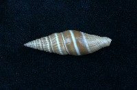 藏品(黑筆螺)的圖片